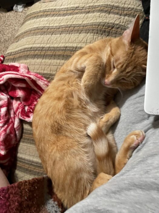 A ginger tabby curled up to advertise free science fiction and other romances