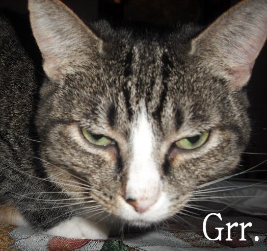 A close up face of a grouchy grey tabby cat with a white nose once owned by author Jody Wallace