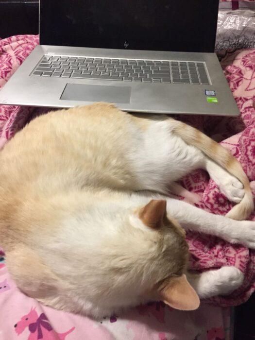 A white cat sleeping between a person and her laptop which has been shoved way down to her knees. He is one of the author's helpers.